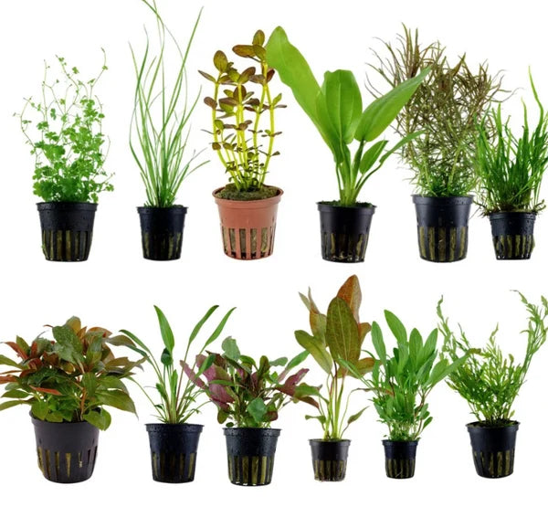Mixed Assorted Plants (Min 30)