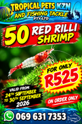 Live Shrimp  Bag +/-80