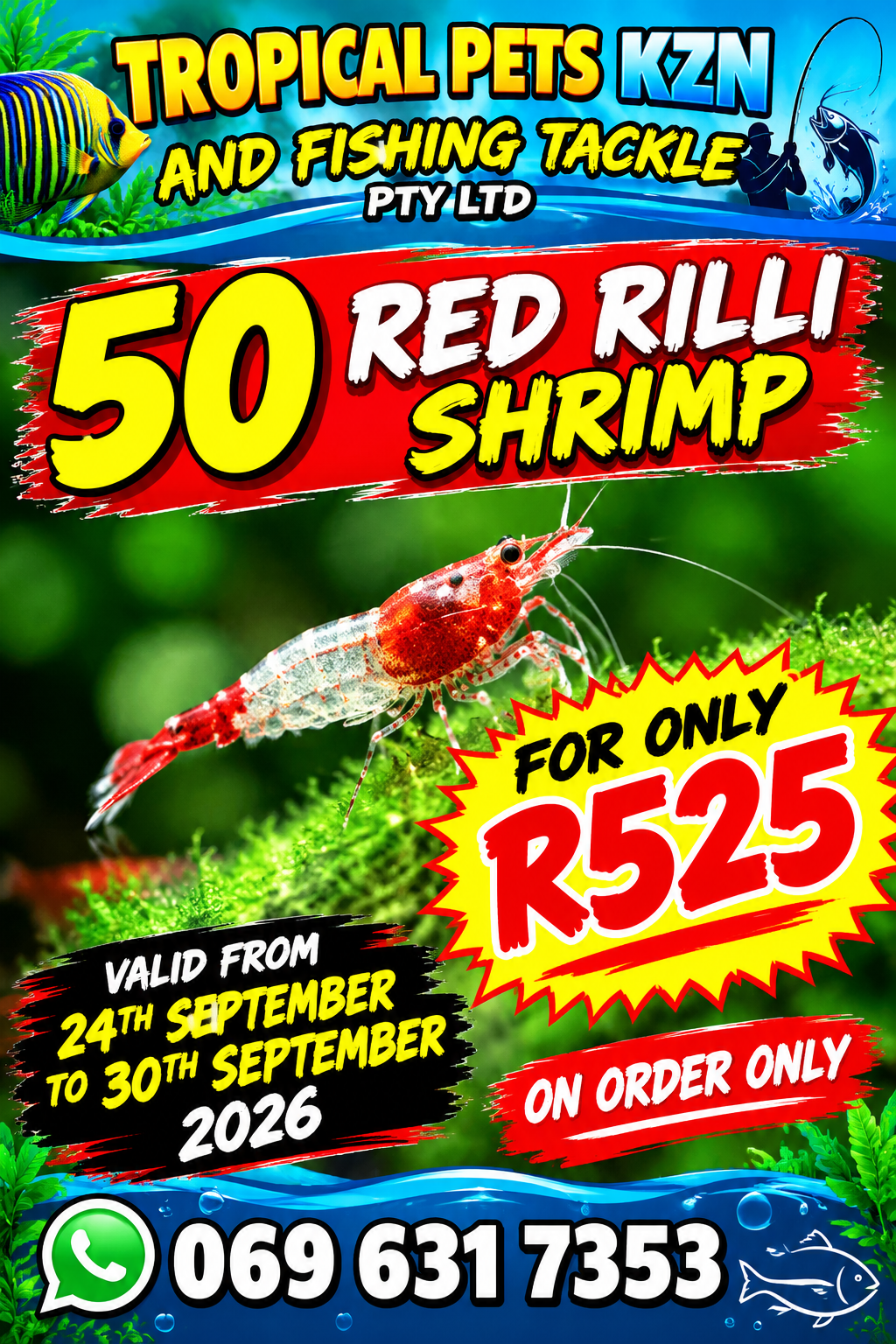 Live Shrimp  Bag +/-80