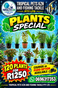 Mixed Assorted Plants (Min 30)