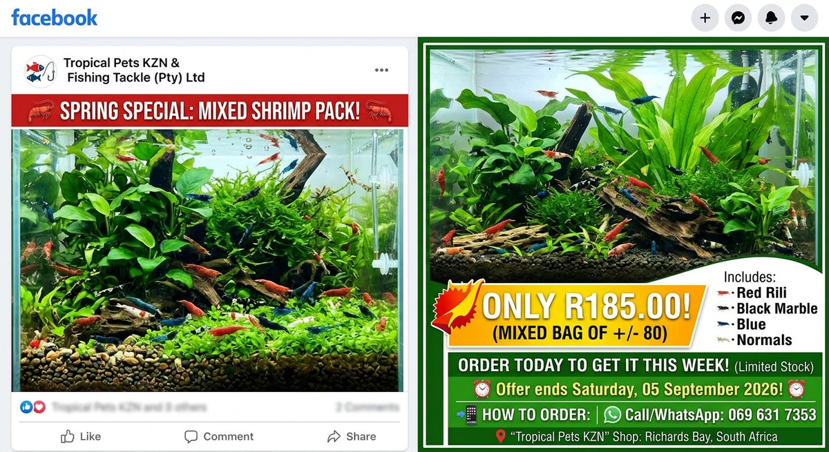 Red Marble Live Feeder Shrimp