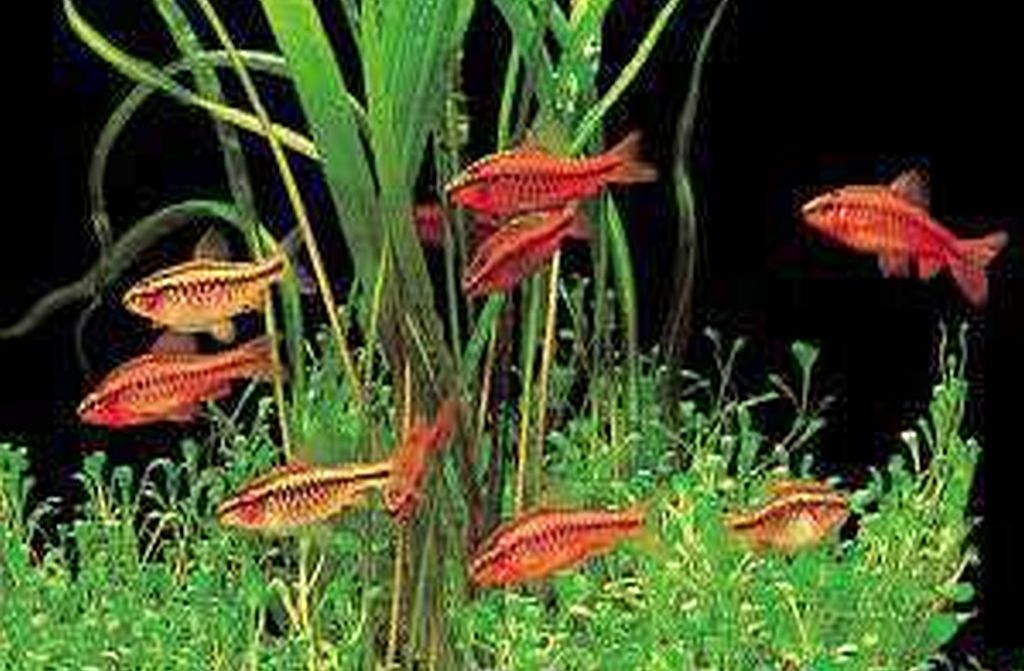 Cherry Barbs