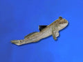 Mudskipper -African