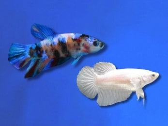 BETTA FEMALE ASSORTED FANCY