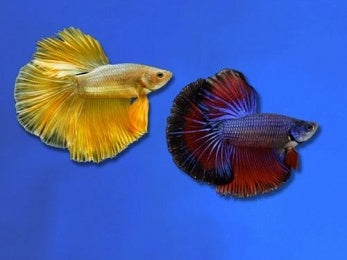 BETTA MALE ASSORTED HALFMOON