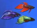 BETTA MALE ASSORTED LONGFIN