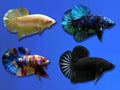 BETTA MALE ASSORTED PLAKAT