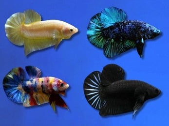 BETTA MALE ASSORTED PLAKAT