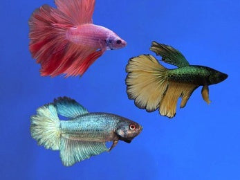 BETTA MALE ASSORTED ROSETAIL