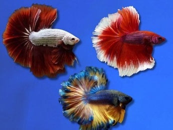 BETTA MALE ASSORTED DOUBLETAIL