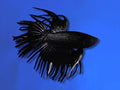 BETTA MALE CROWNTAIL BLACK