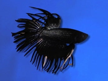 BETTA MALE CROWNTAIL BLACK