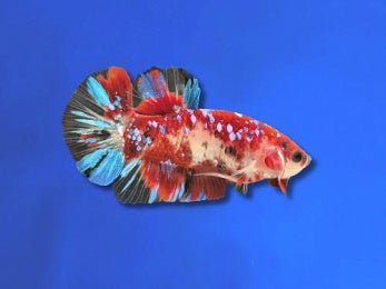 BETTA MALE HALFMOON PLAKAT KOI