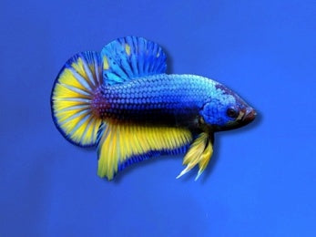 BETTA MALE HALFMOON PLAKAT MUSTARD GAS
