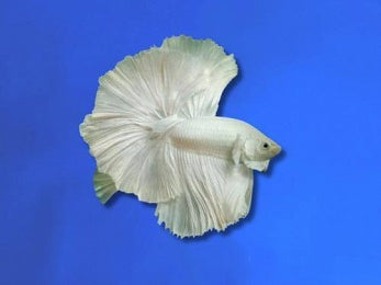 BETTA MALE HALFMOON DUMBO PLATINUM