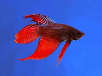 BETTA MALE LONGFIN DRAGON