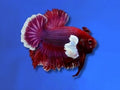 BETTA MALE HALFMOON PLAKAT ELEPHANT EAR