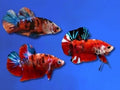 BETTA MALE HALFMOON PLAKAT KOI GIANT