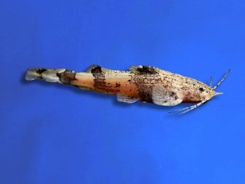 CATFISH AKYSIS MARBLE