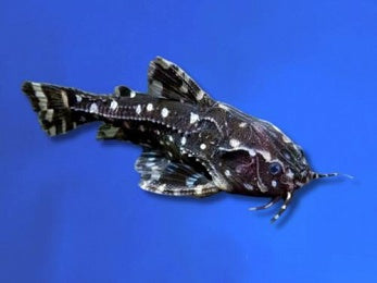 CATFISH RAPHAEL WHITE SPOT