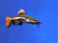 CATFISH REDTAIL