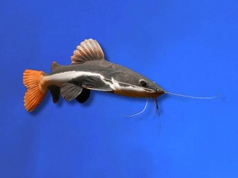 CATFISH REDTAIL