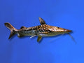 CATFISH SHOVELNOSE TIGER