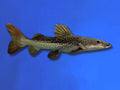 CATFISH SHOVELNOSE