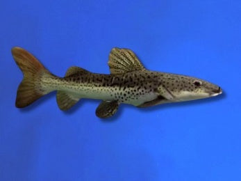 CATFISH SHOVELNOSE