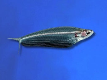 CATFISH THAILAND GLASS