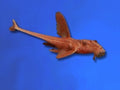 CATFISH WHIPTAIL RED LIZARD