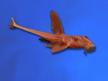 CATFISH WHIPTAIL RED LIZARD