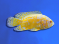 CICHLID OSCAR LEMON
