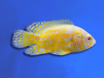 CICHLID OSCAR LEMON