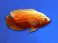 CICHLID OSCAR RED ALBINO