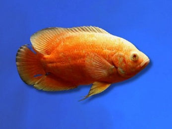 CICHLID OSCAR RED ALBINO