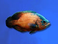 CICHLID OSCAR RED