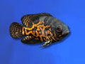 CICHLID OSCAR TIGER