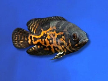 CICHLID OSCAR TIGER