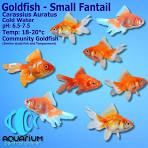 Goldfish Small