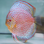 DISCUS SAKURA LEOPARD