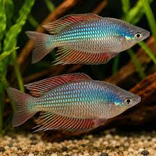 Red Rainbow Fish