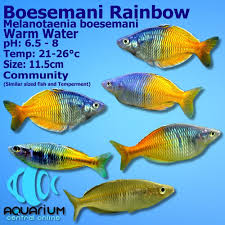 Bosemani Rainbow Fish