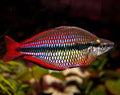 Banded Rainbow Fish