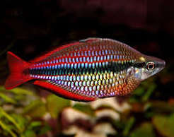 Banded Rainbow Fish