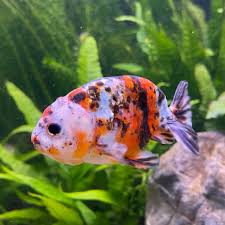 Ranchus