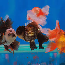 Oranda Large