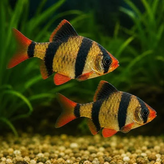 Tiger Barbs