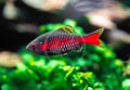 Odessa Barbs