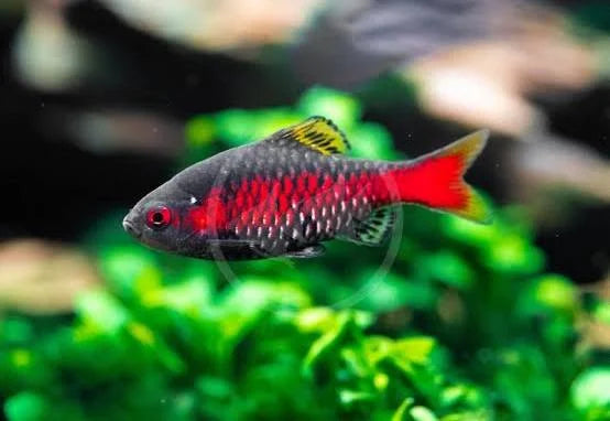 Odessa Barbs